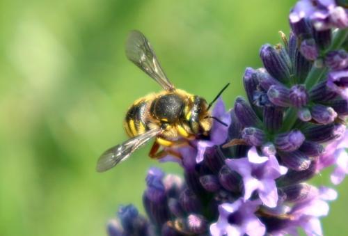 Anthidium manicatum